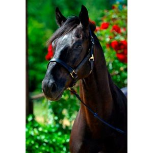 CAPEZZA IN CUOIO STABLE HALTER NT