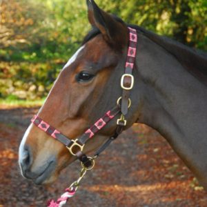 Cavezza Chukka Headcollar