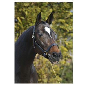 Cavezza cuoio Stubben