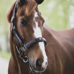Cavezza Antarès Stressless