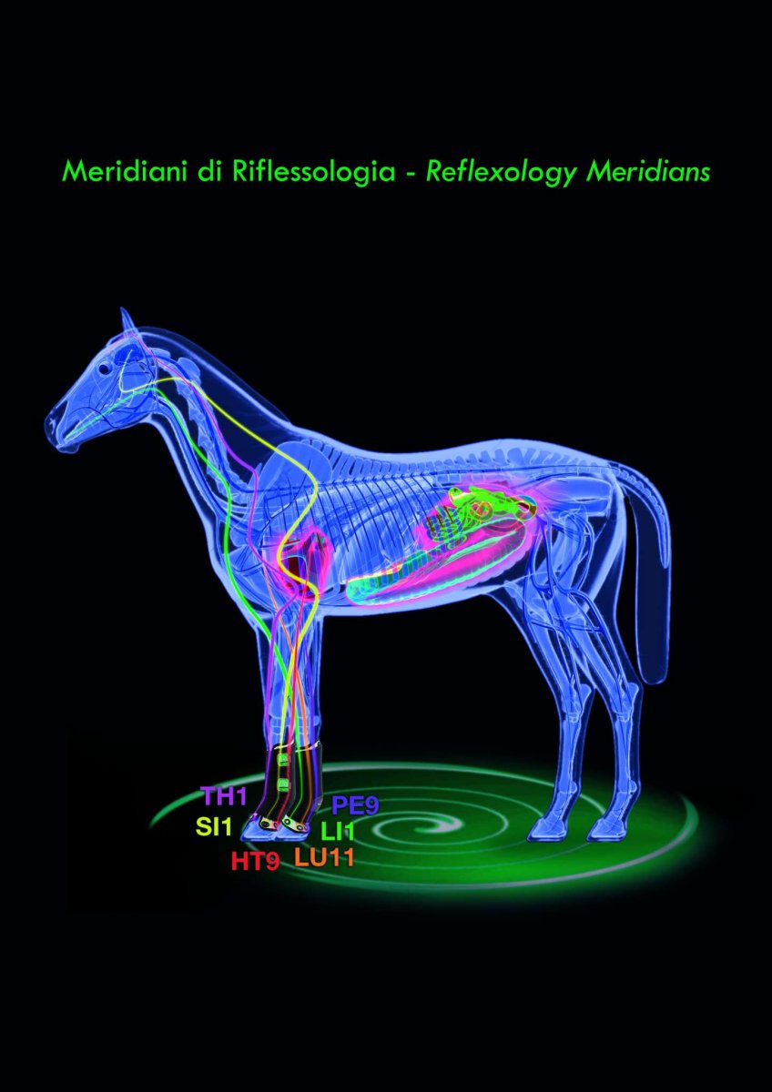 Stable Boots Anteriori Magneto-terapia Zandonà - immagine 3